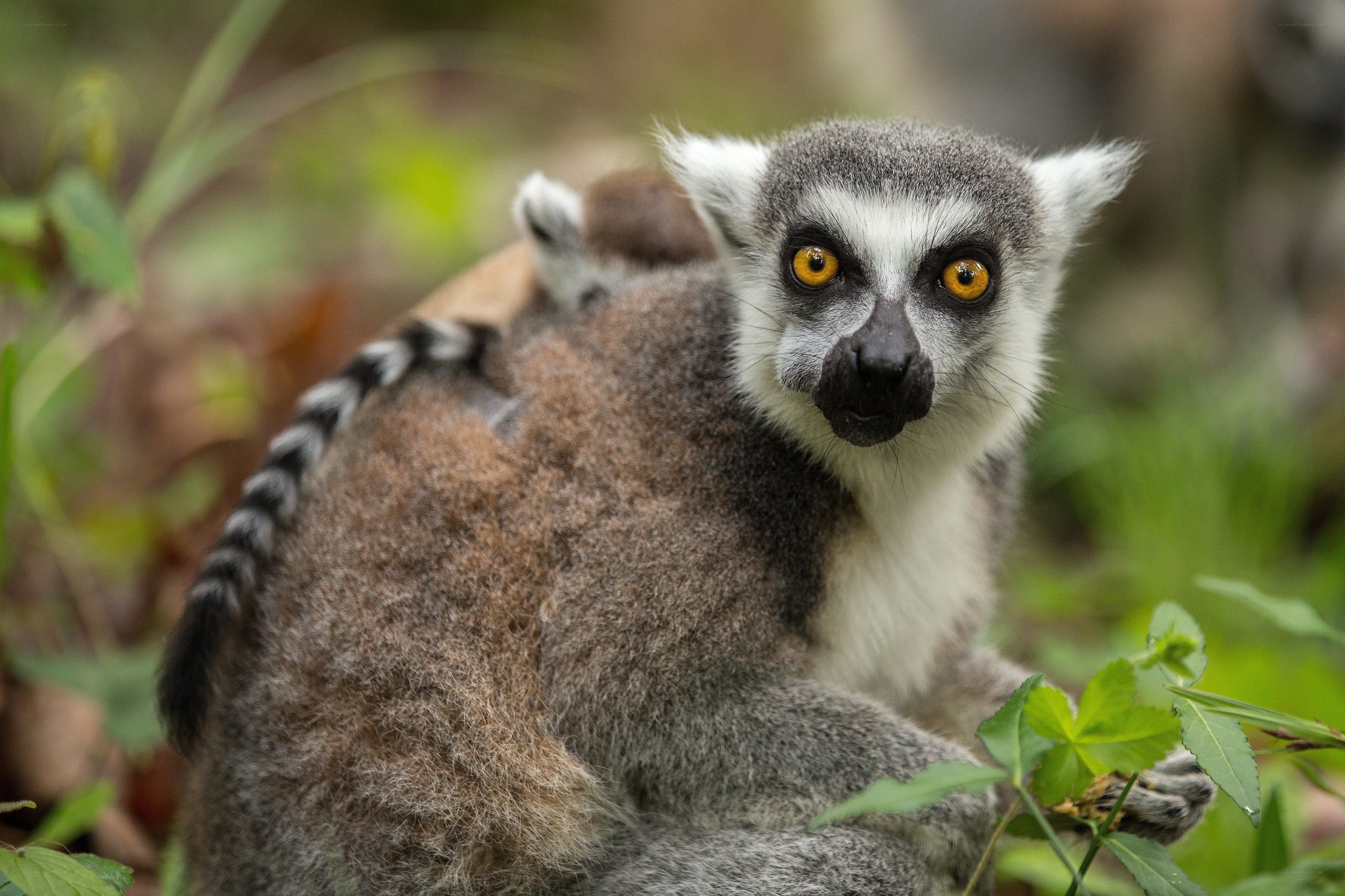Ring-tailed lemur in the wild