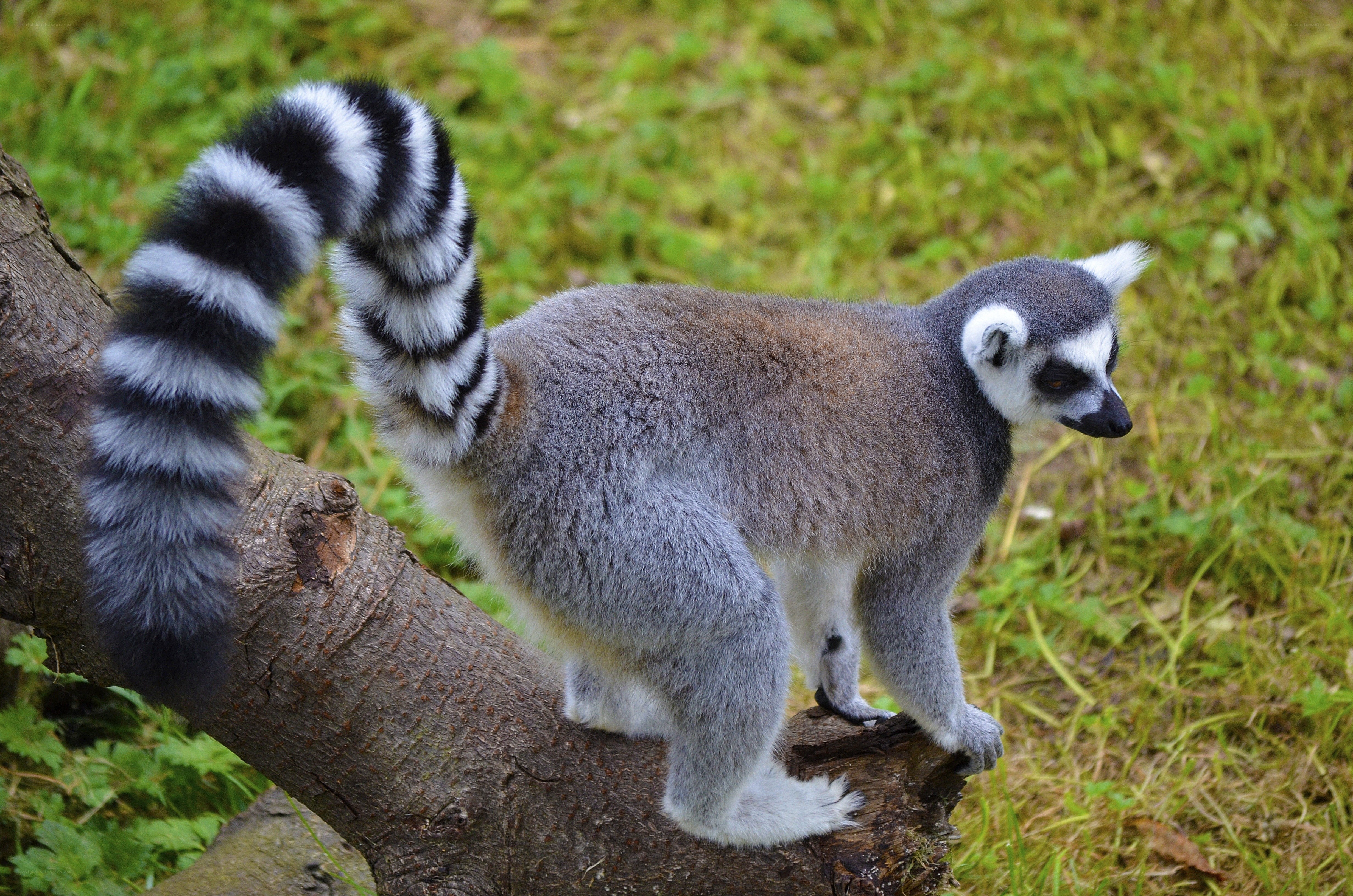 Ring-tailed lemur on a branch