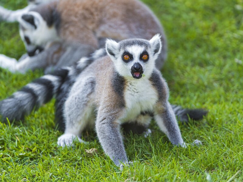 Ring-tailed Lemur on Grass