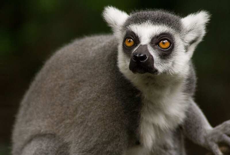 Ring-tailed lemur portrait