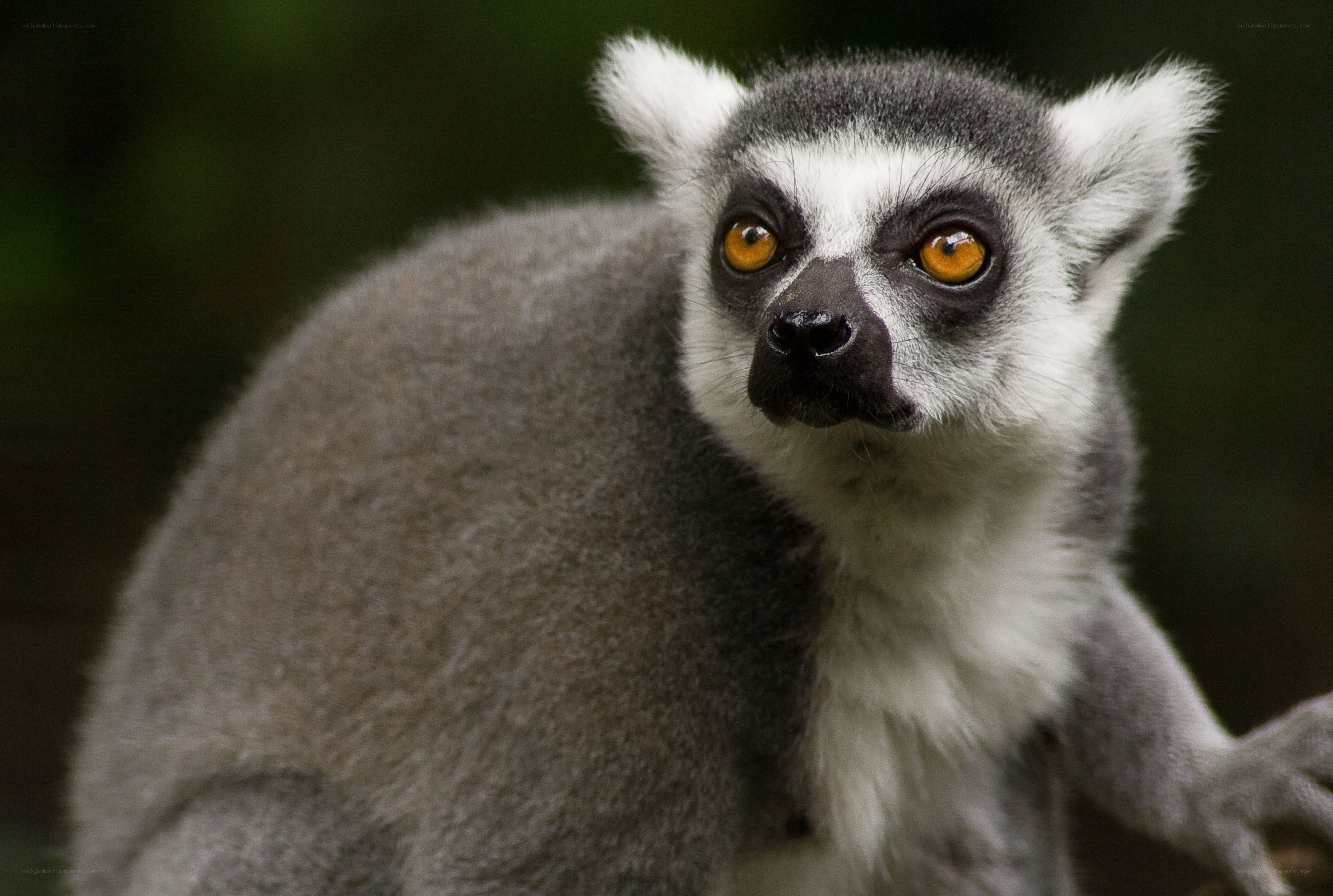 Ring-tailed lemur portrait