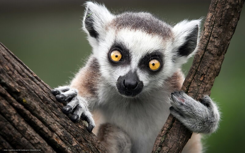 Ring-tailed Lemur — White