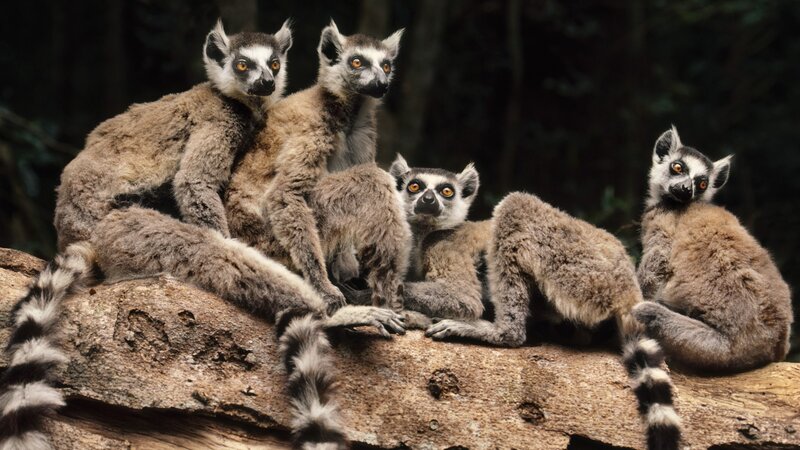 Ring-tailed Lemurs — Brown, Calm