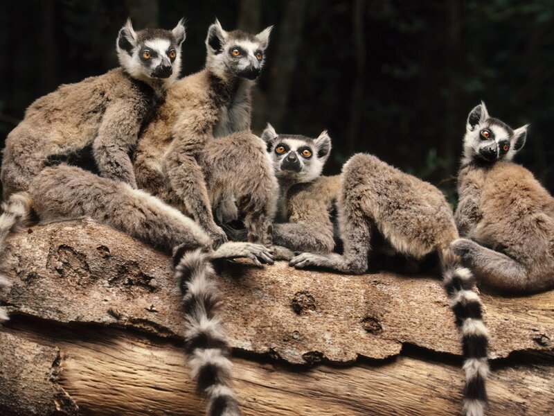 Ring-tailed Lemurs — Brown, Curious, Photograph