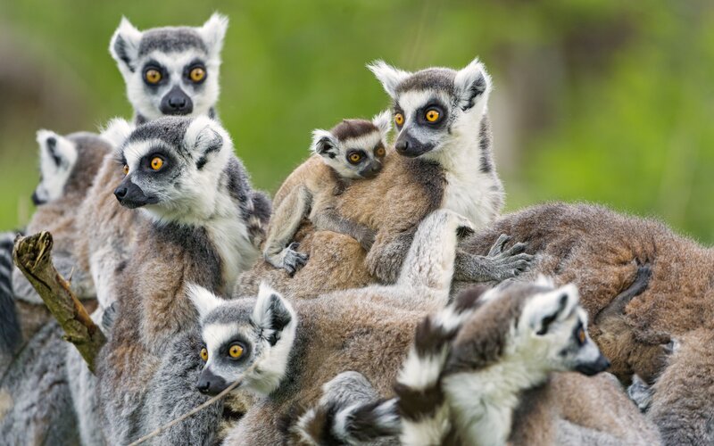 Ring-tailed Lemurs — Brown, Curious