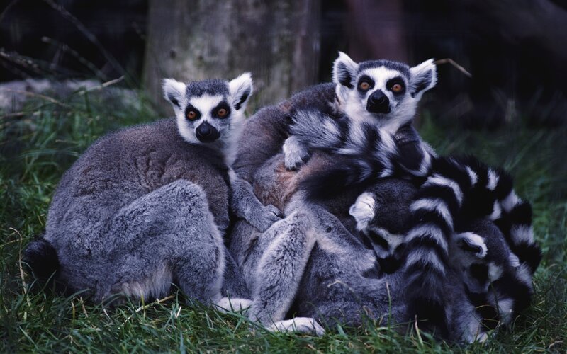 Ring-tailed Lemurs — Gray, Calm