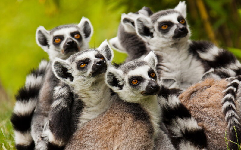 Ring-tailed Lemurs — Gray