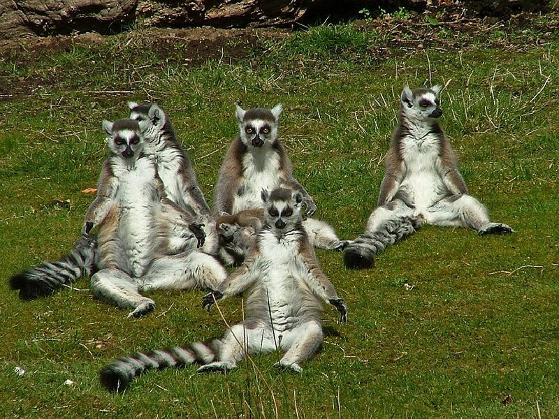 Ring-tailed Lemurs — Green