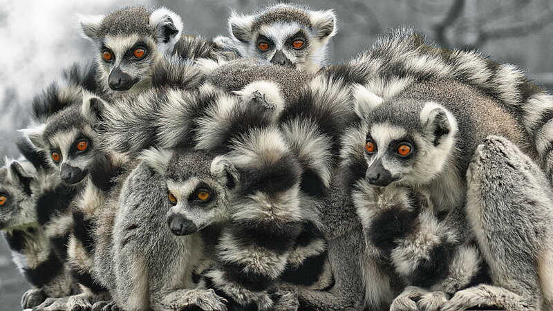 Ring-tailed Lemurs Huddled — Gray, Alert