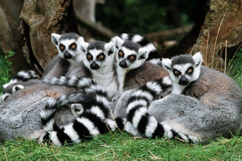 Ring-tailed Lemurs Huddled — Gray, Calm, Photograph
