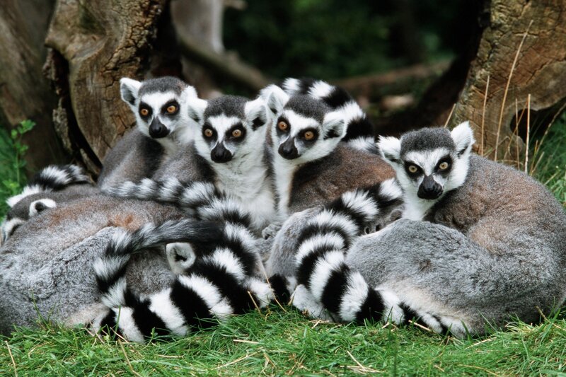 Ring-tailed Lemurs Huddled — Gray, Calm