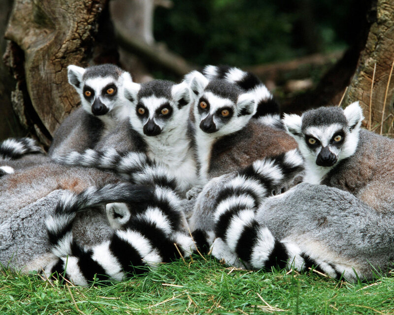 Ring-tailed Lemurs Huddled — Gray