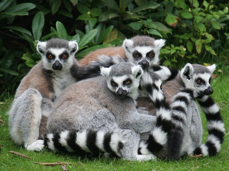 Ring-tailed Lemurs Huddled — Green