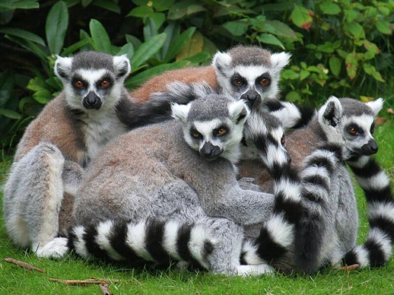 Ring-tailed Lemurs Huddled