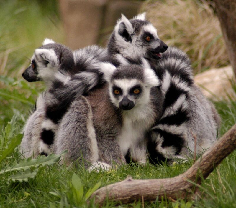 Ring-tailed Lemurs