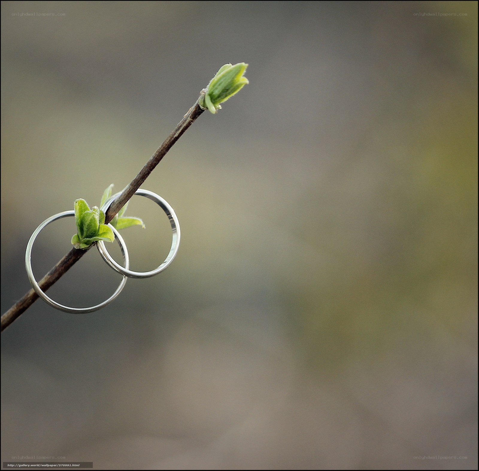Rings on a budding branch