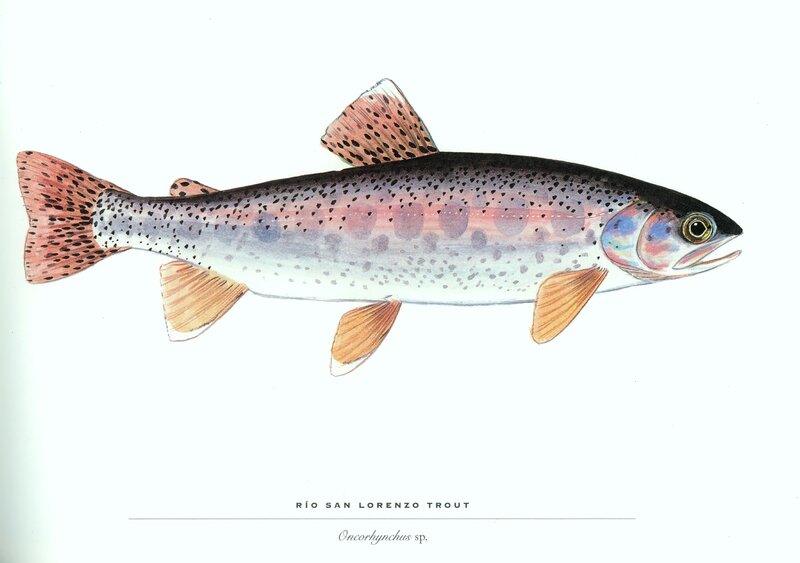 Rio San Lorenzo Trout illustration