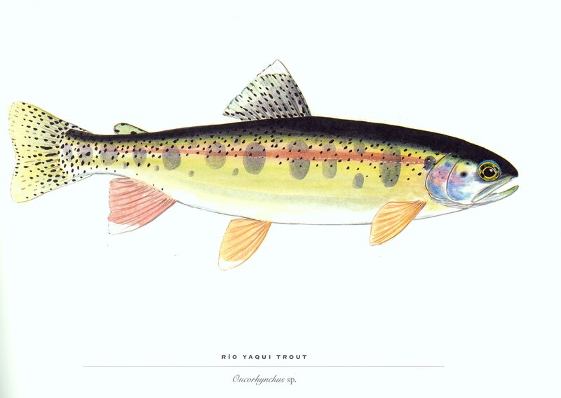 Rio Yaqui Trout illustration