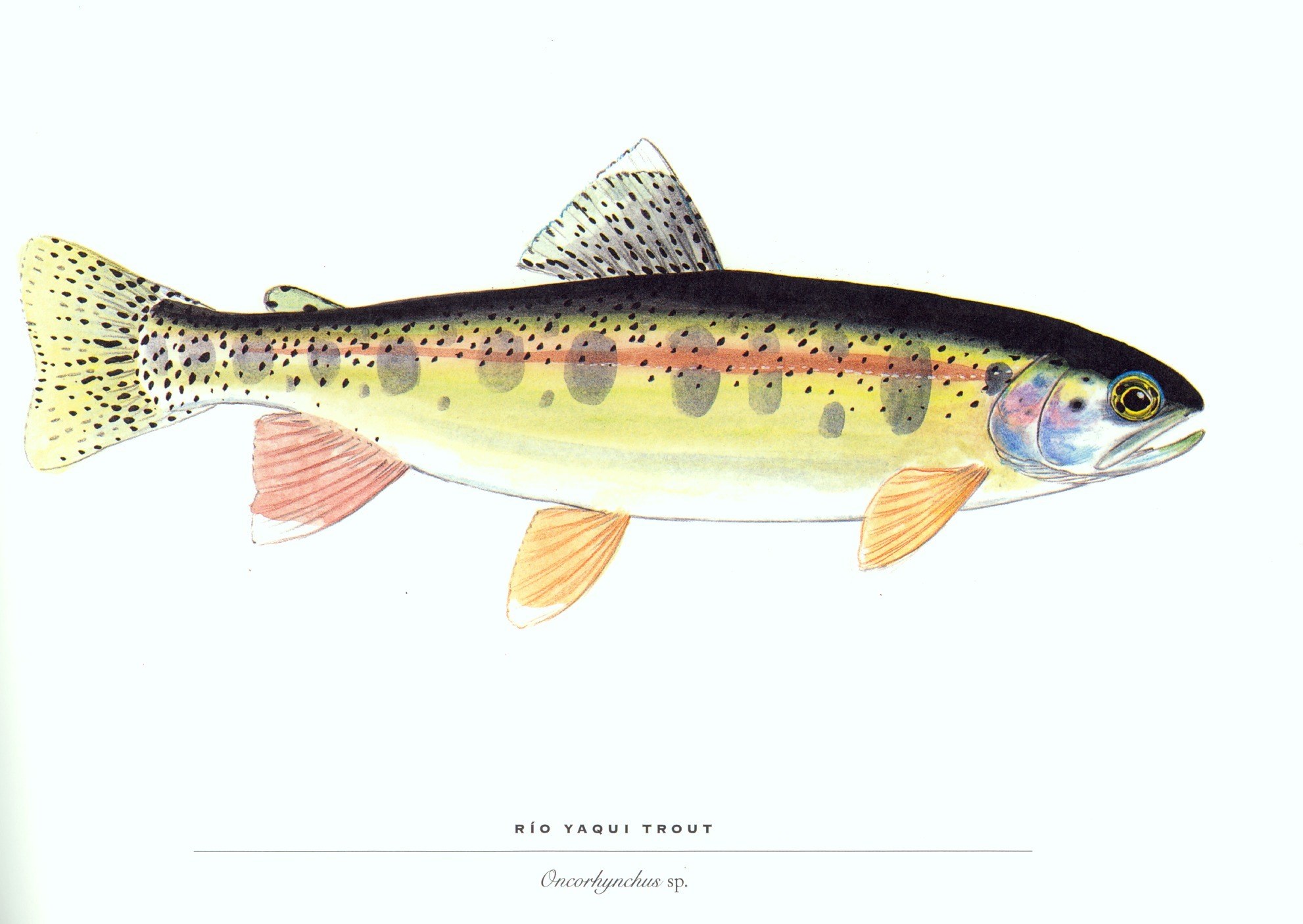 Rio Yaqui Trout illustration