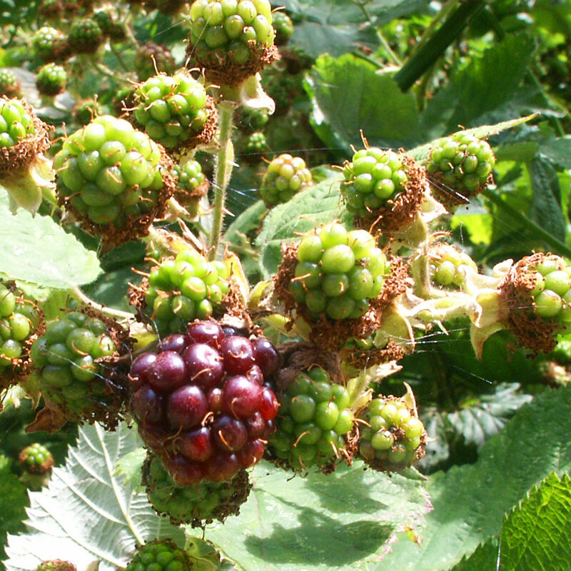 Ripe and unripe blackberries on a bush