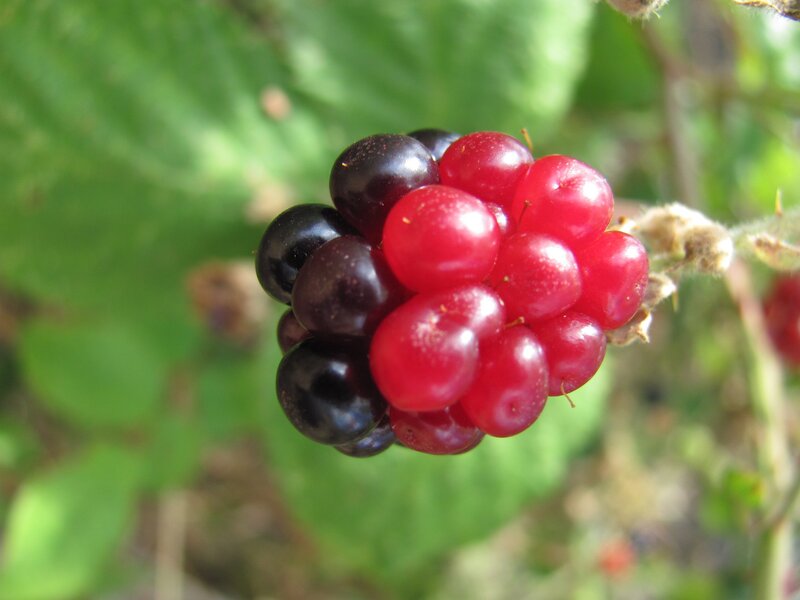 Ripe and unripe blackberries