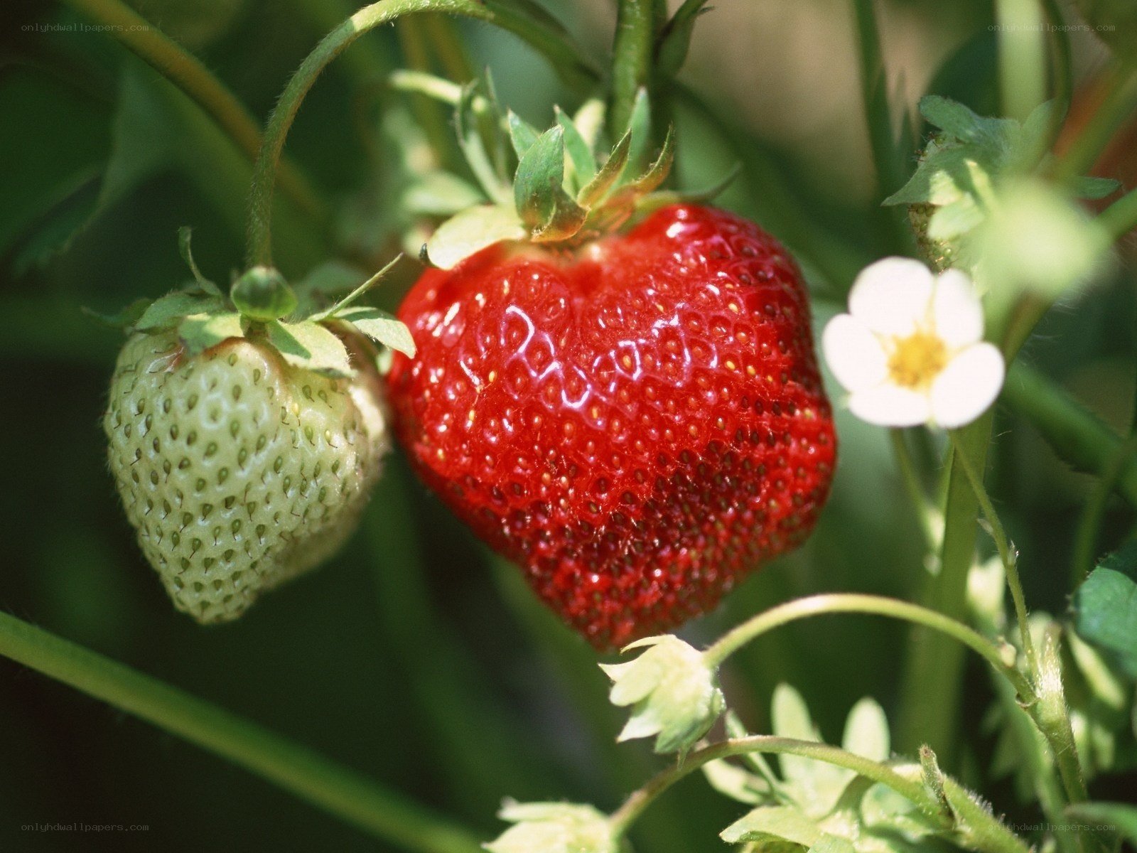 Ripe and unripe strawberries on a plant