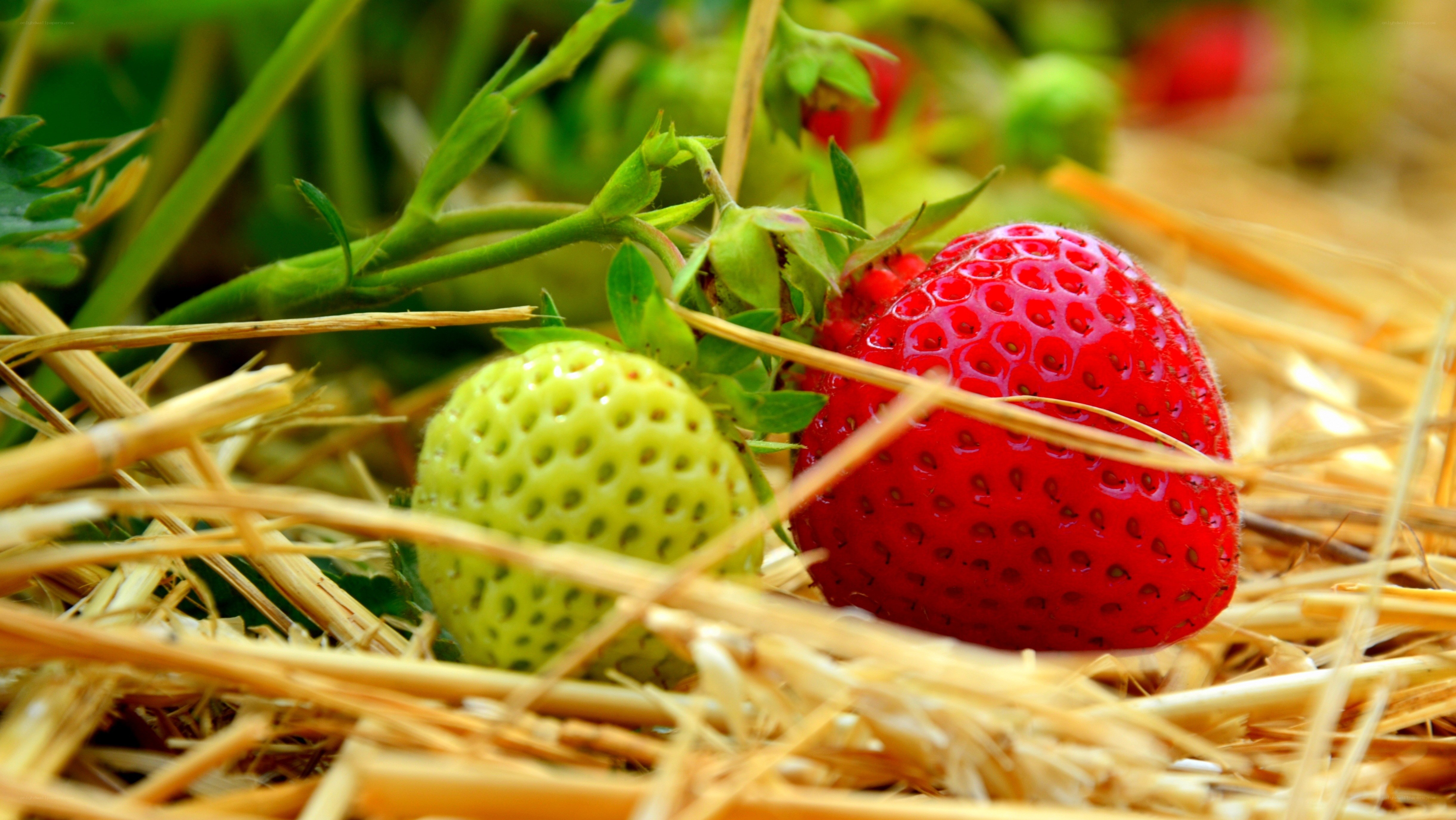 Ripe and unripe strawberries