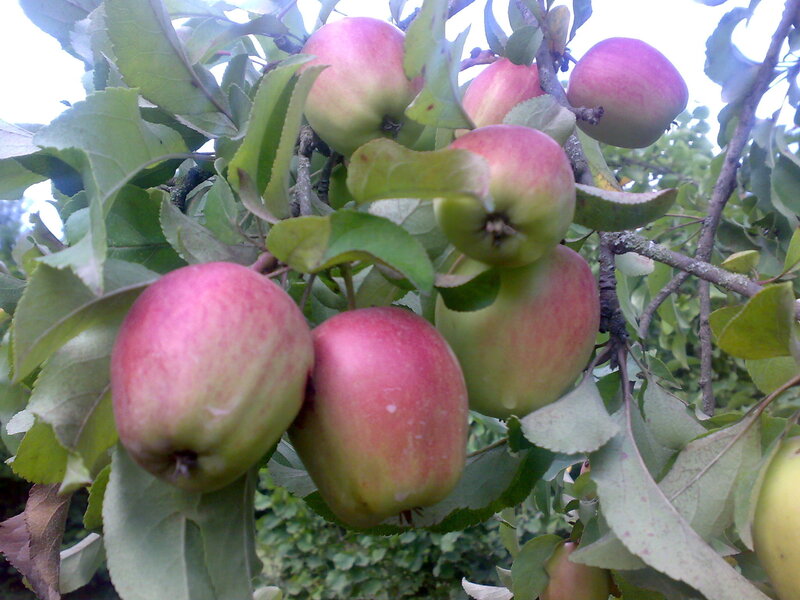 ripe apples on a tree