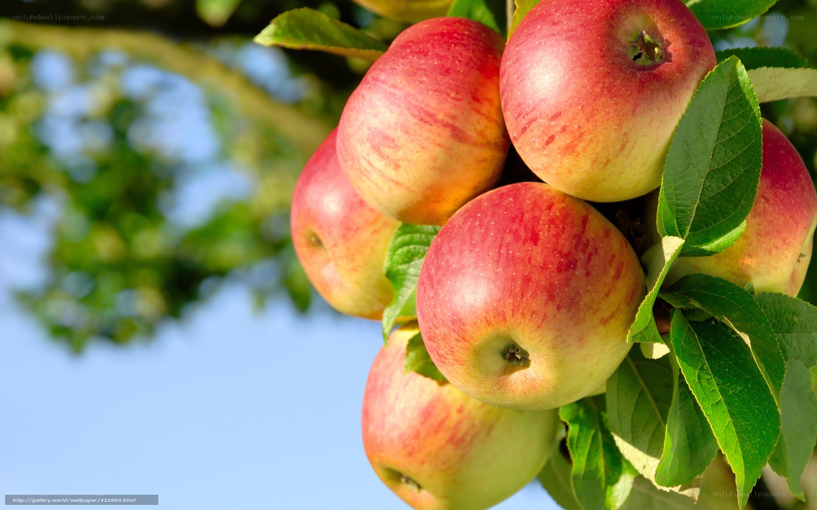 ripe apples on a tree branch