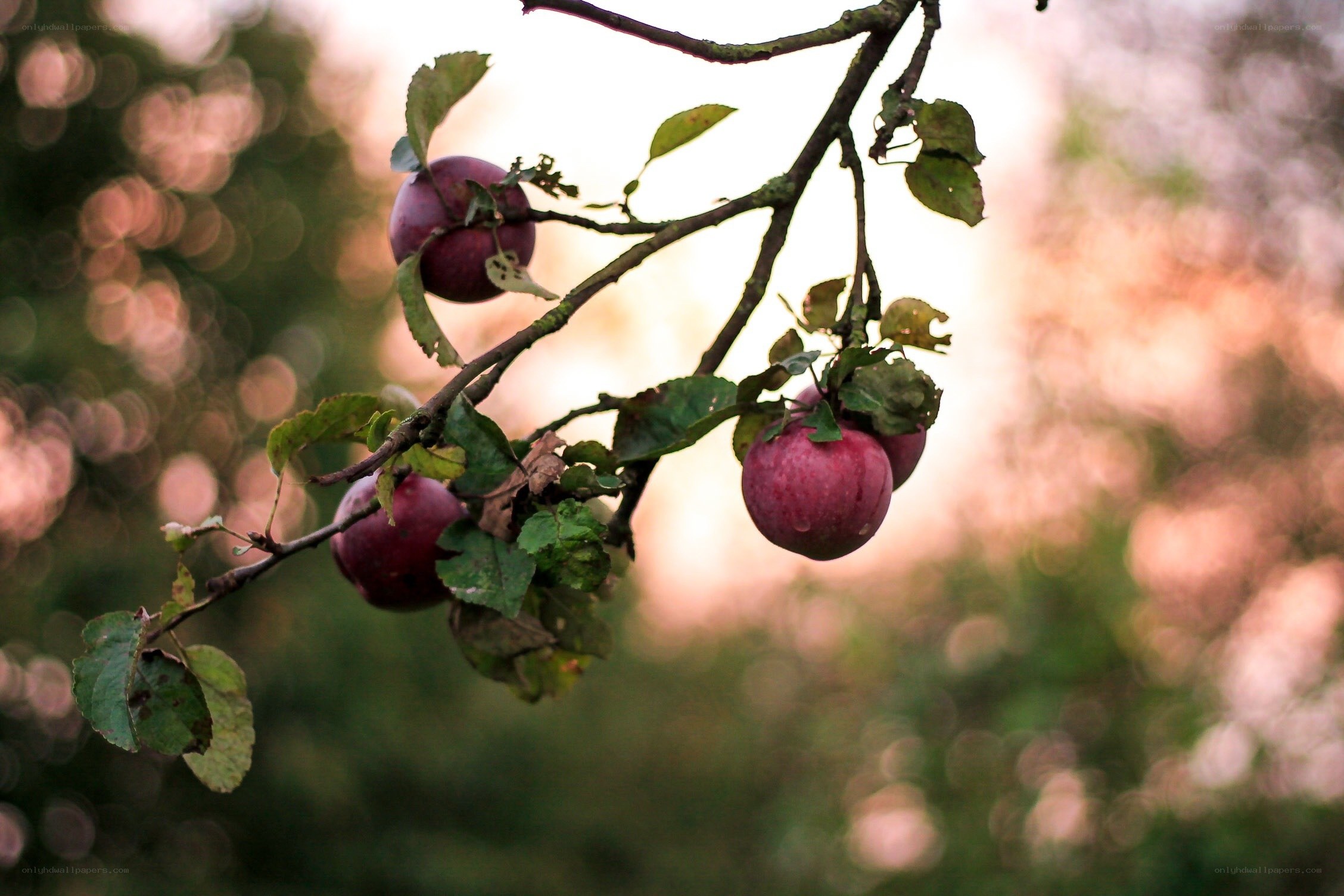 ripe apples on a tree branch
