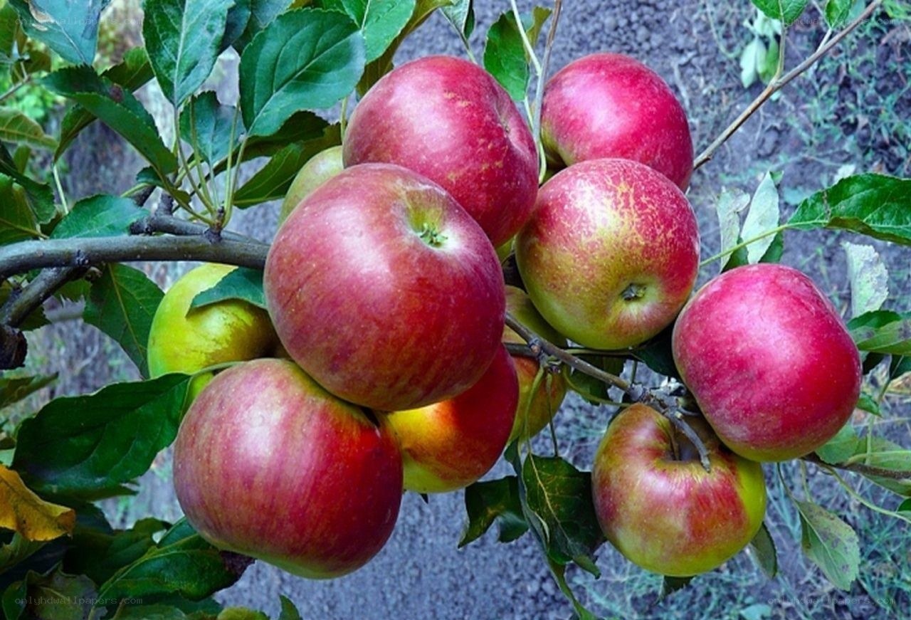ripe apples on a tree branch