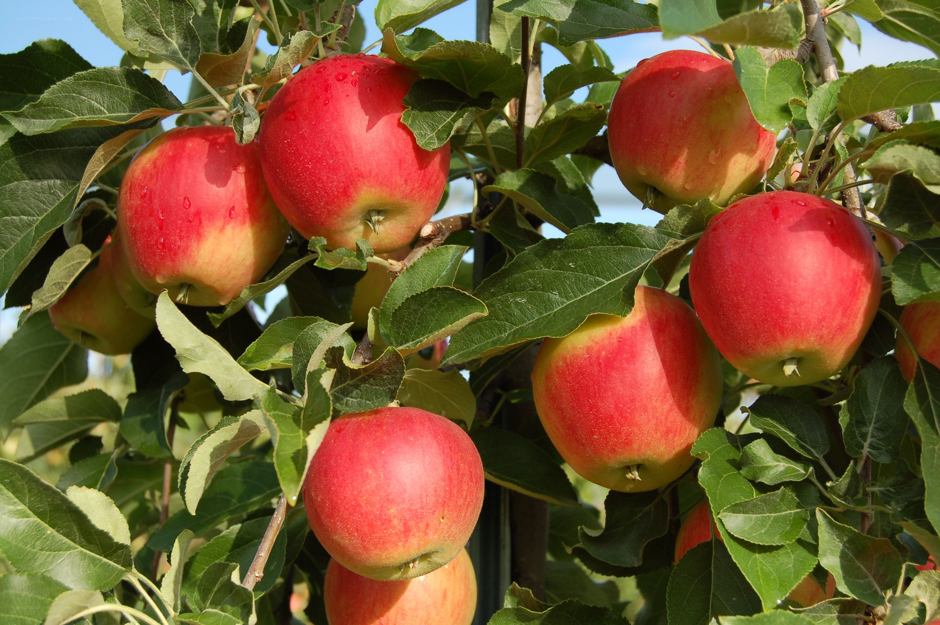 Ripe apples on a tree branch