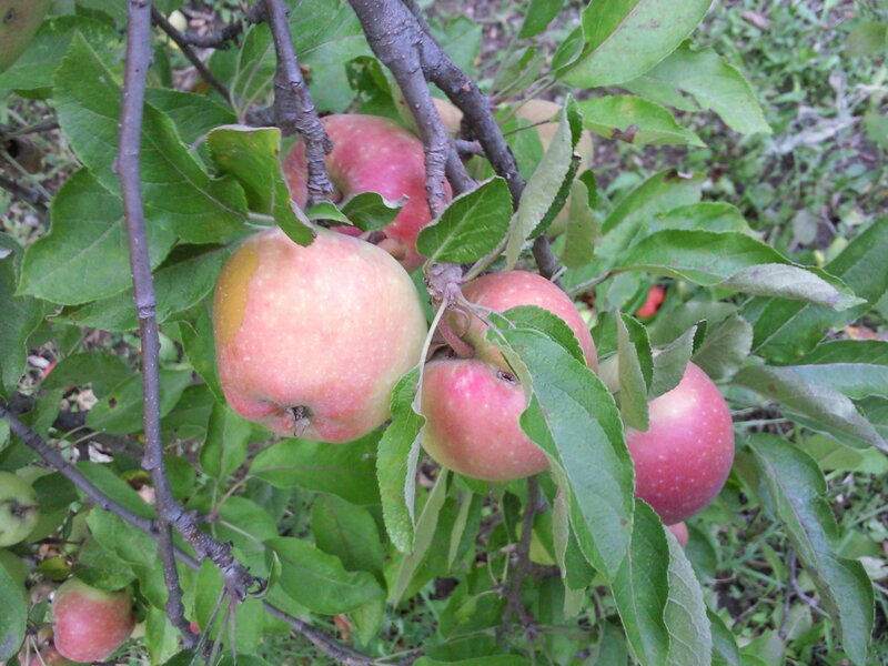 ripe apples on a tree branch