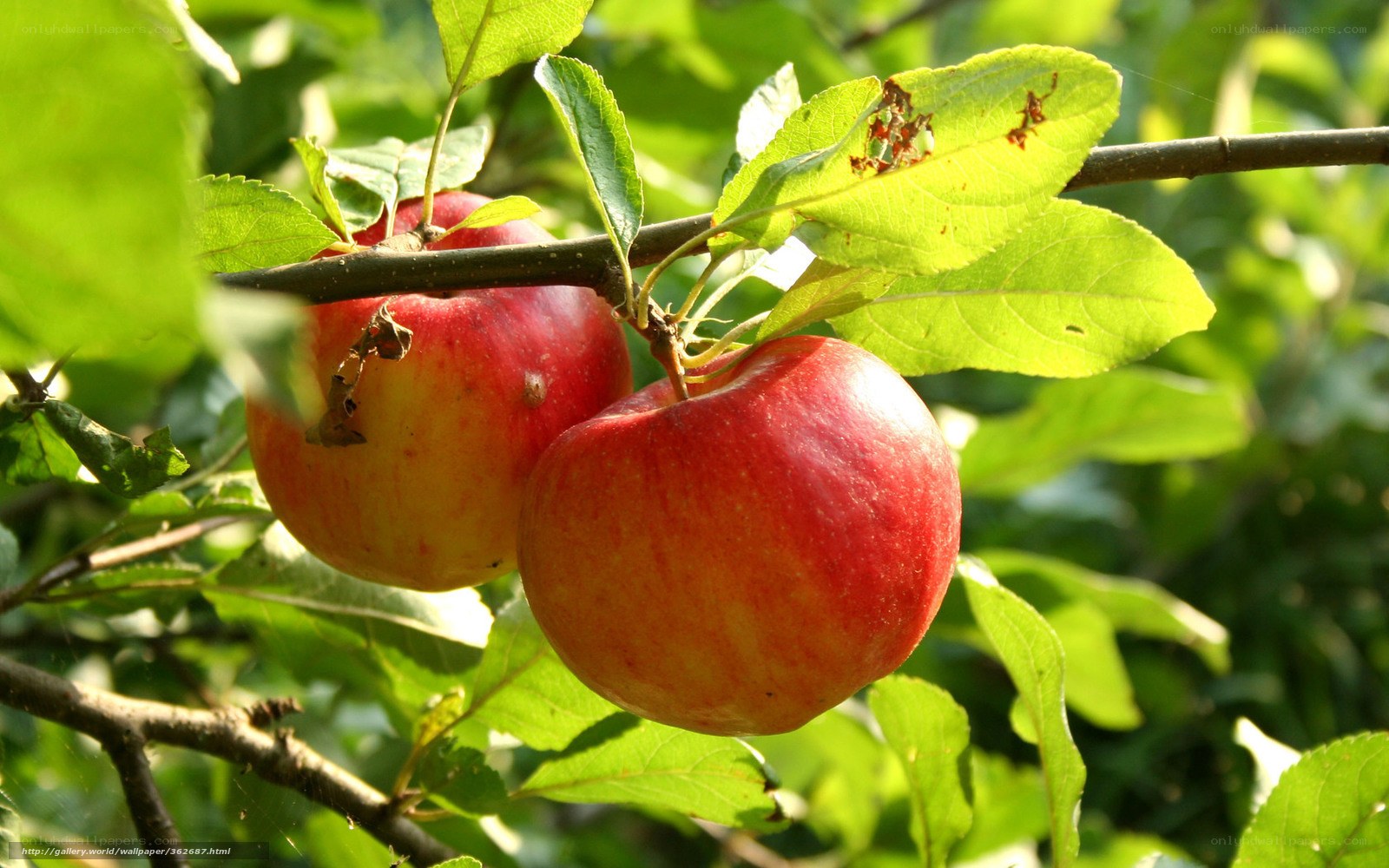 Ripe apples on a tree branch