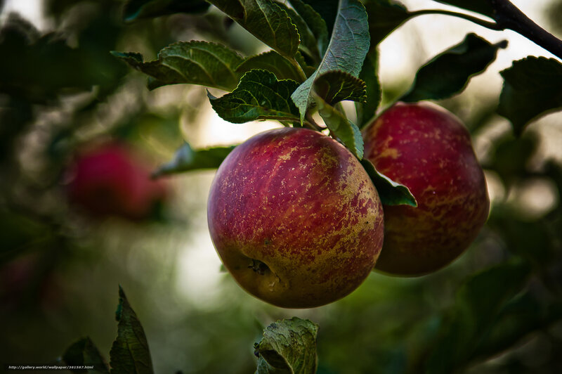ripe apples on a tree