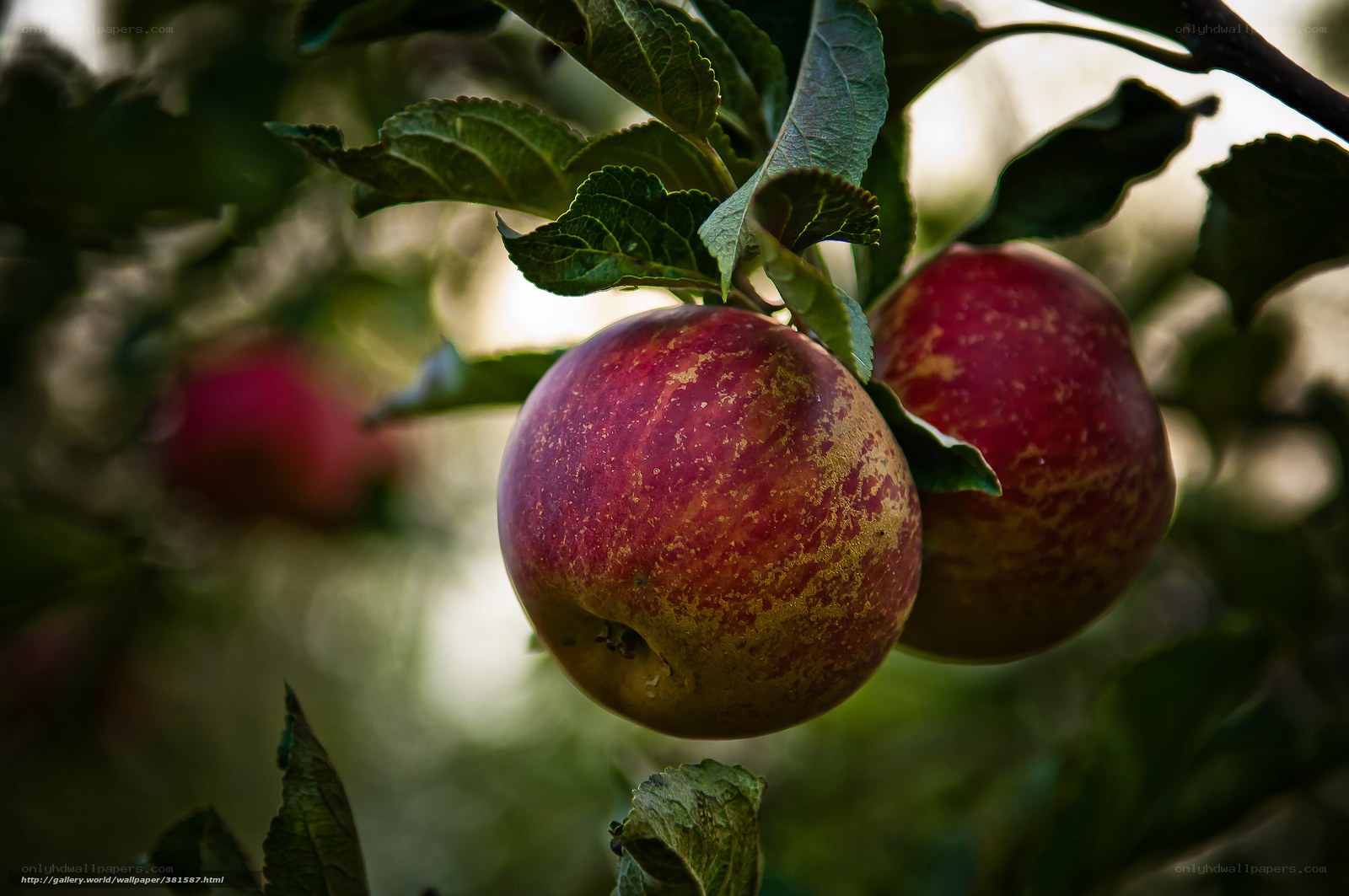 ripe apples on a tree