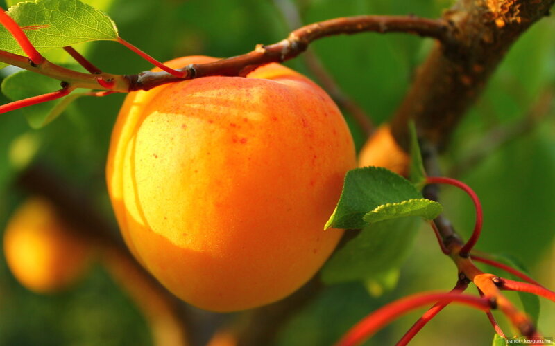 Ripe Apricot on Branch