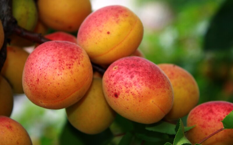 ripe apricots on a tree