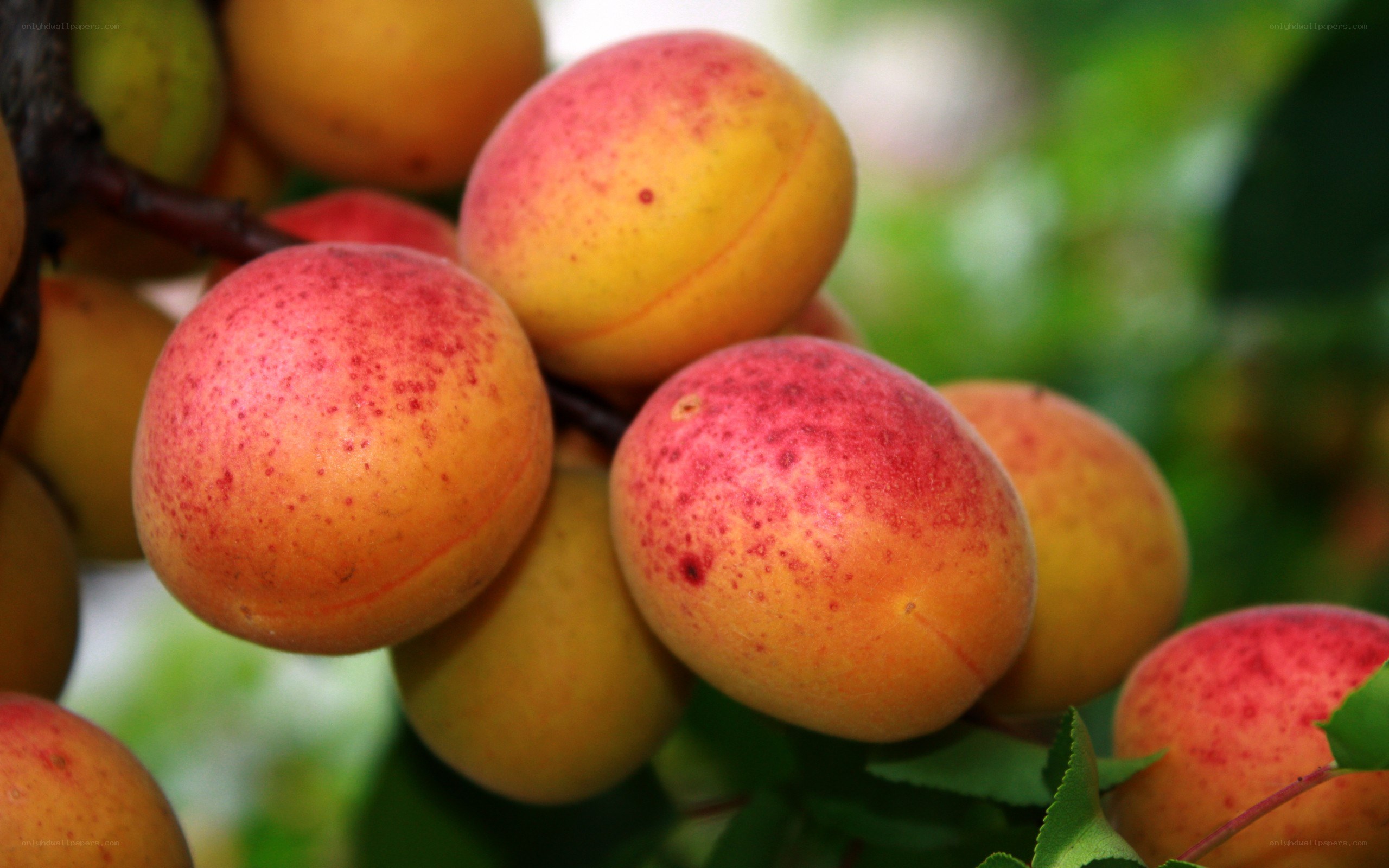 ripe apricots on a tree