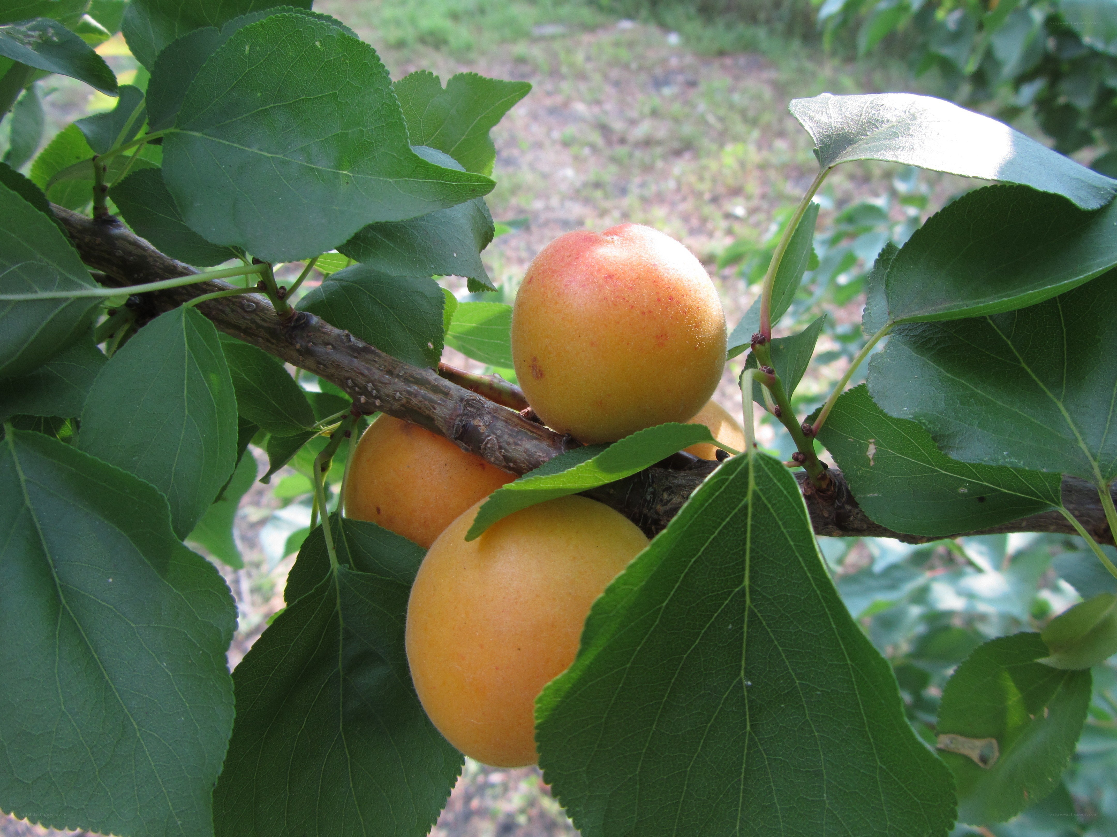 ripe apricots on a tree branch