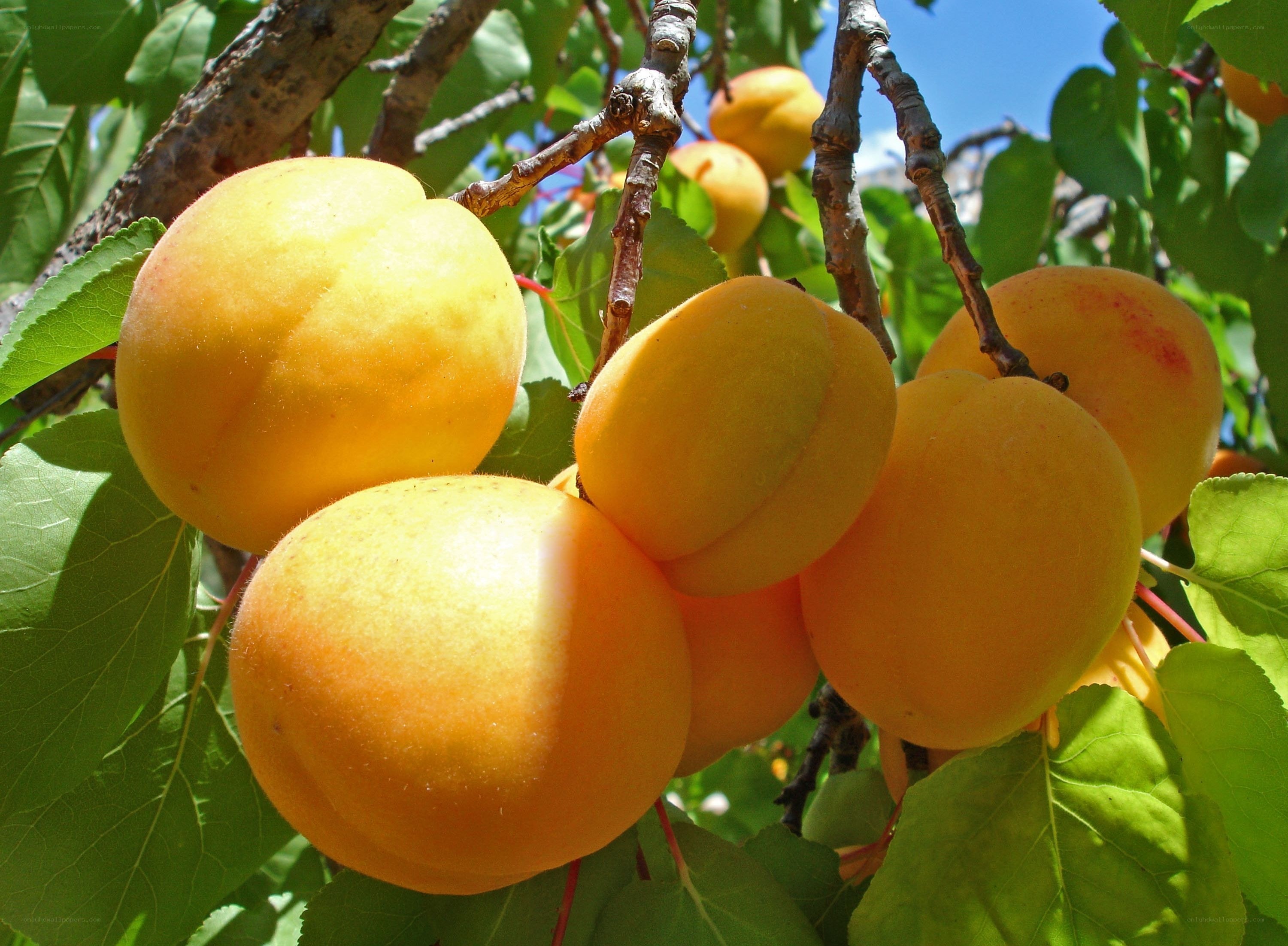Ripe apricots on a tree branch