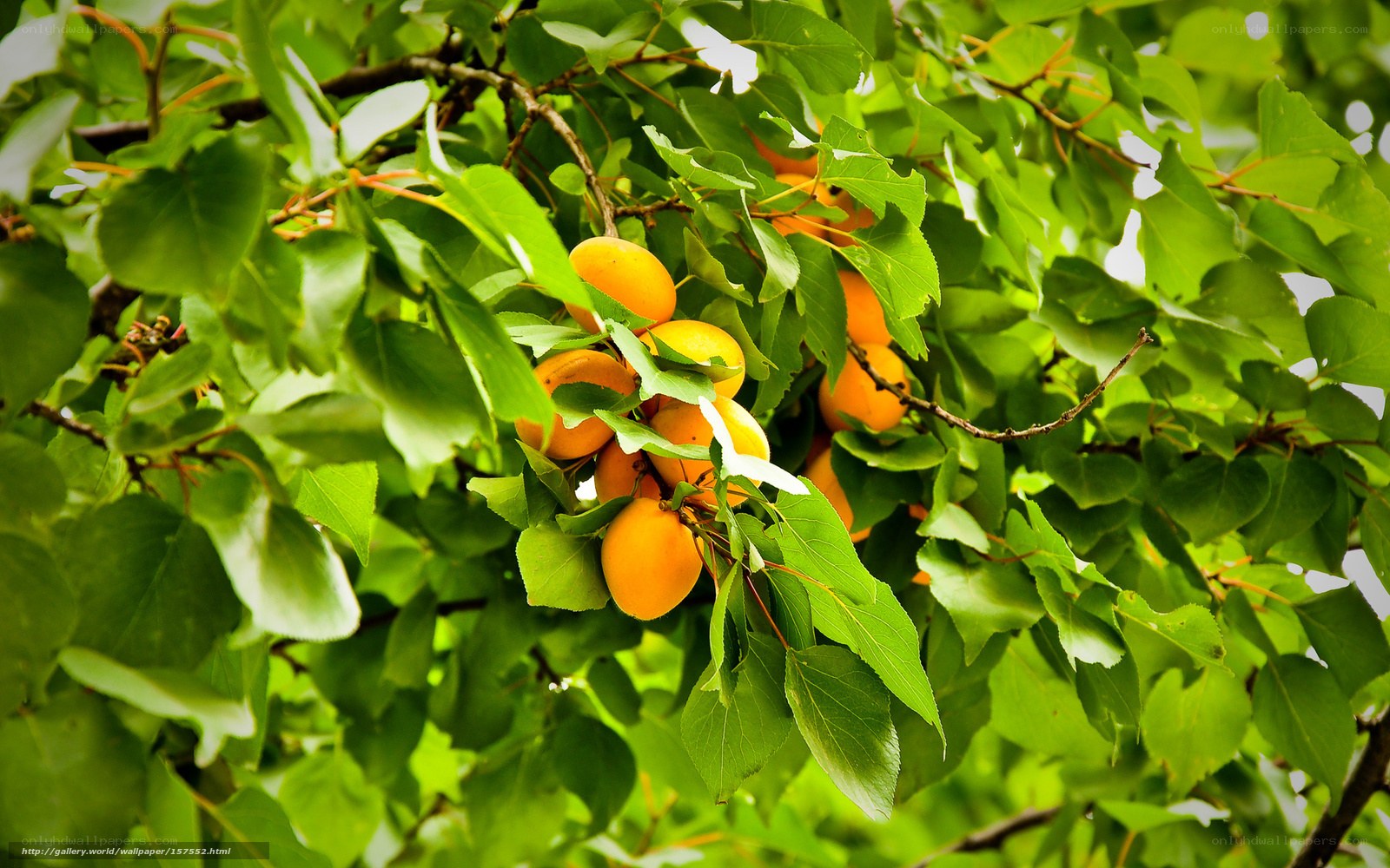 ripe apricots on a tree