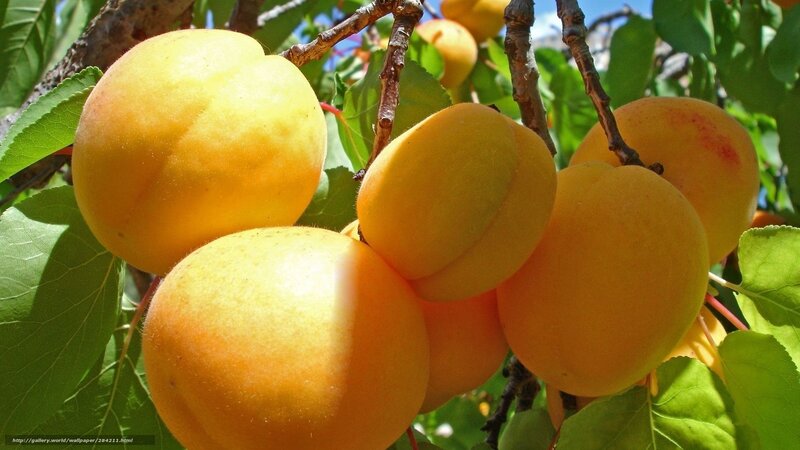 Ripe Apricots on Tree