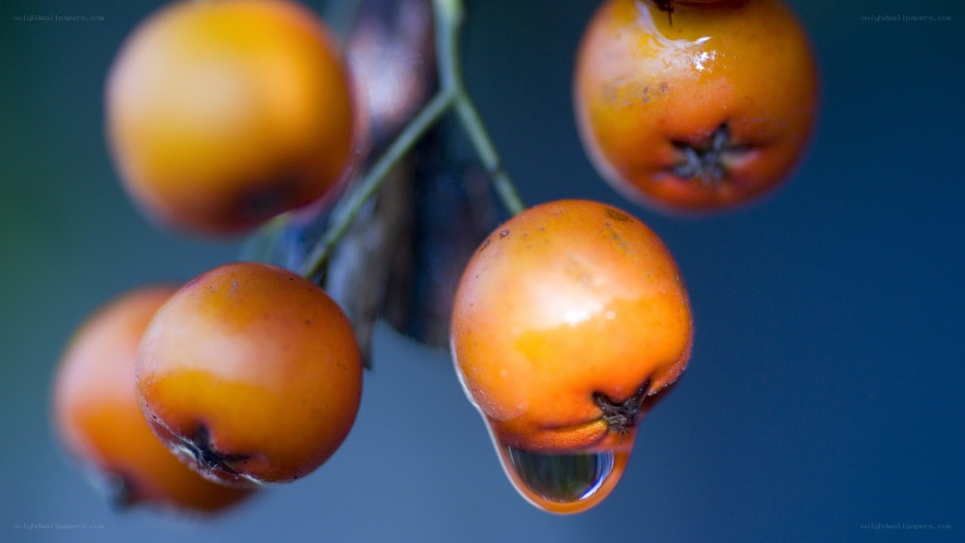 Ripe berries with water droplet