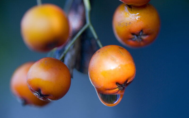 Ripe berries with water droplet