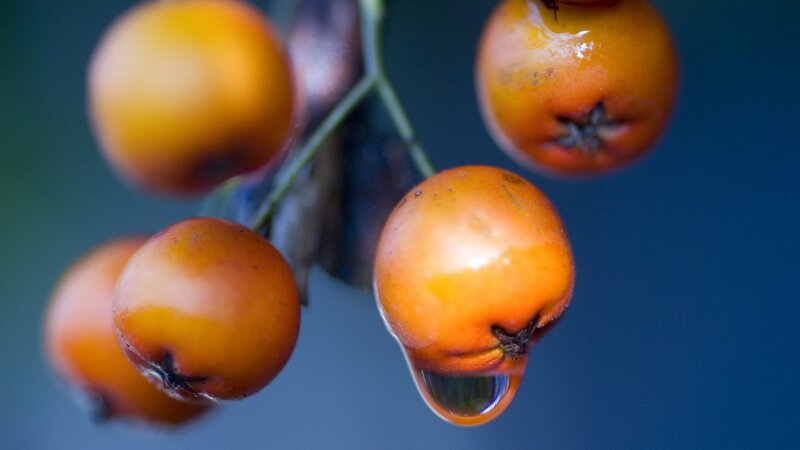 Ripe berries with water droplet