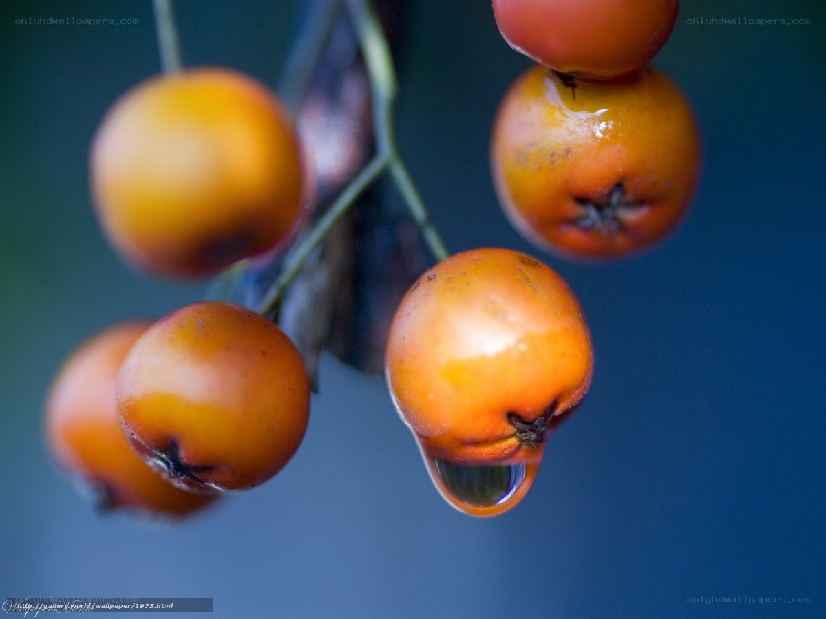 Ripe berries with water droplet