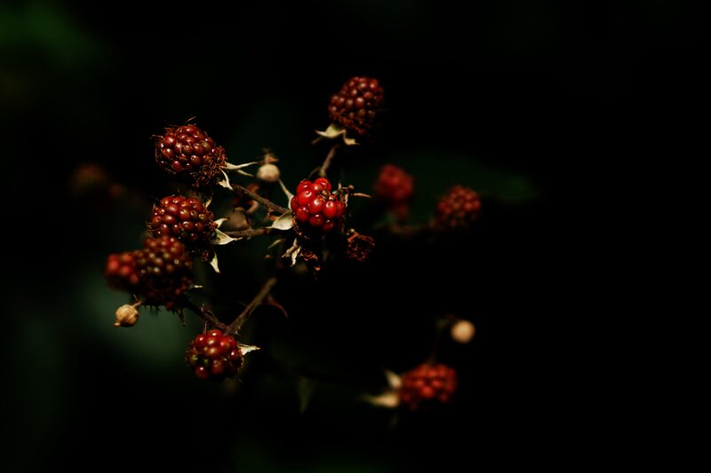 Ripe blackberries on a branch