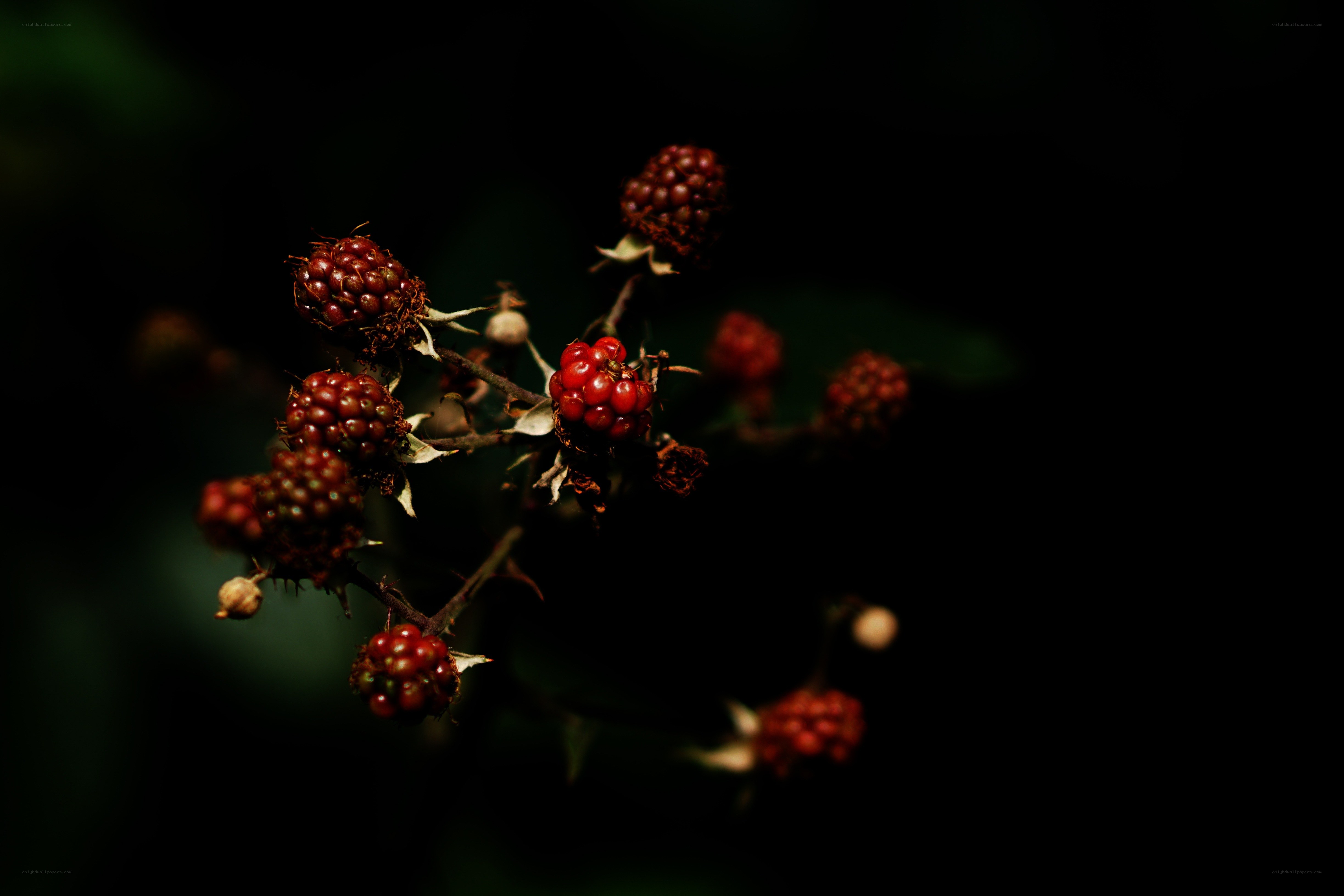 Ripe blackberries on a branch