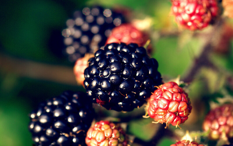 Ripe blackberries on a bush